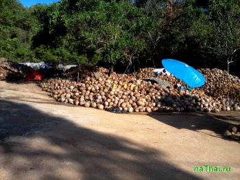 Кокосовая ферма Самуи по изготовлению масел