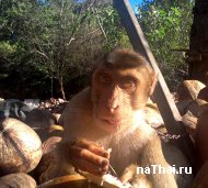 обезьяна и кокос