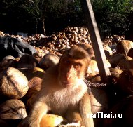 обезьяна любит кокосы