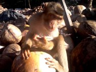 обезьянка для срывания кокосов