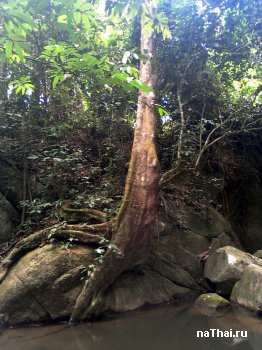 дерево любит камень