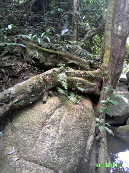 корни дерева обхватили камень