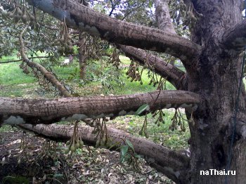  дерево дуриан