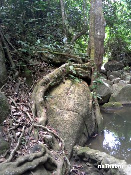 дерево растет на скале и порвало камень корнями