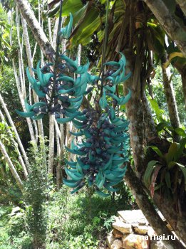 космический цветок