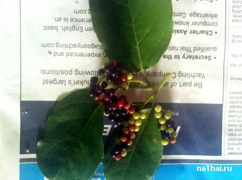 ягода янтидесма