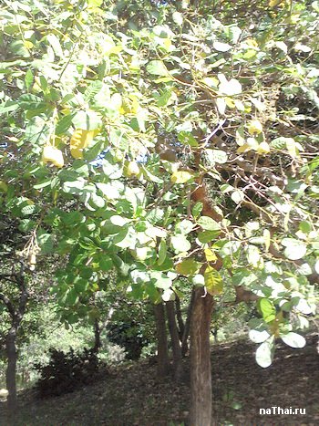 дерево кешью